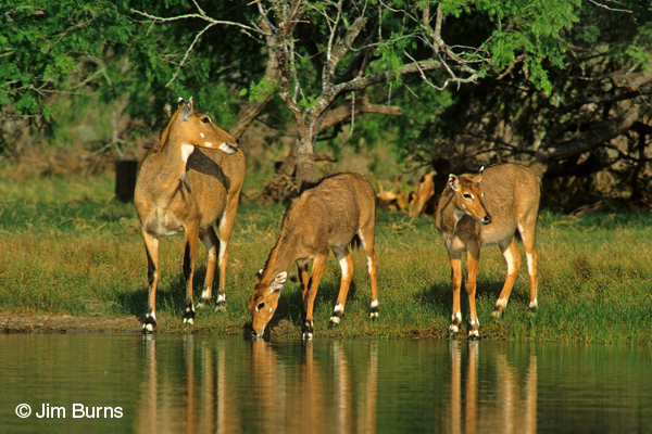 Nilgai wary at waterhole