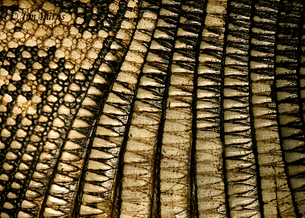 Nine-banded Armadillo armor patterns--7426