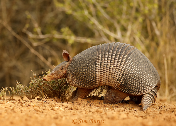 Nine-banded Armadillo--9231