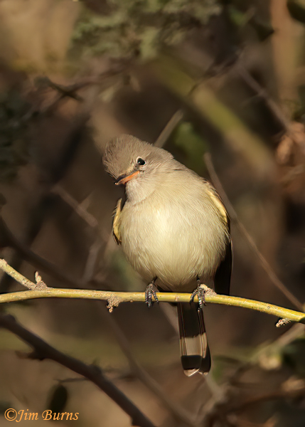Northern Beardless-Tyrannulet scanning for breakfast--3167