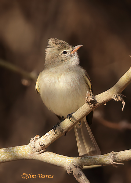 Northern Beardless Tyrannulet --3268