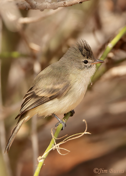 Northern Beardless Tyrannulet--3446