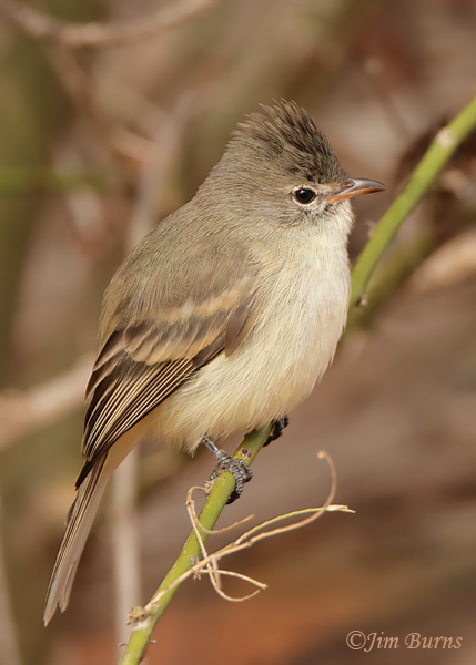 Northern Beardless Tyrannulet--3463
