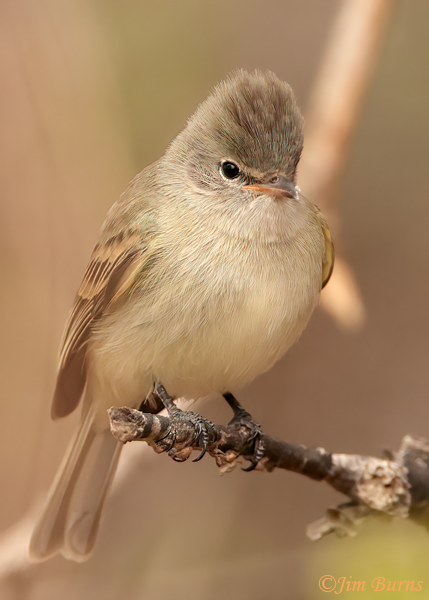 Northern Beardless Tyrannulet--3574