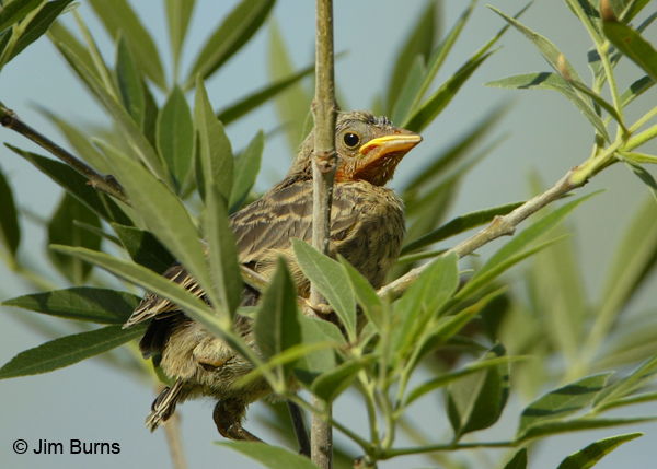 Northern Beardless-Tyrannulet fledgling