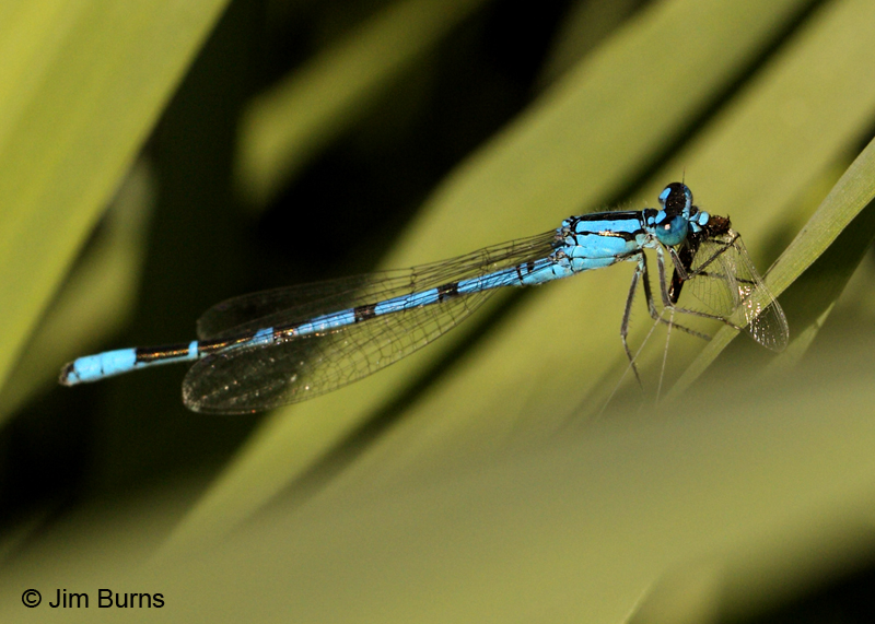 Northern Bluet male eating fly, Coconino Co., AZ, September 2011