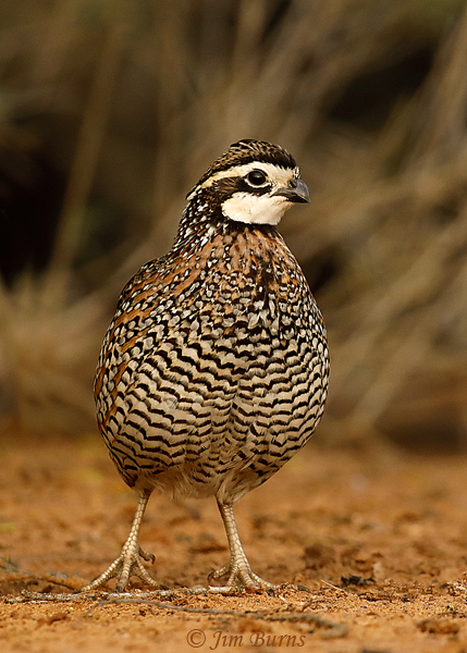 Northern Bobwhite male--8277