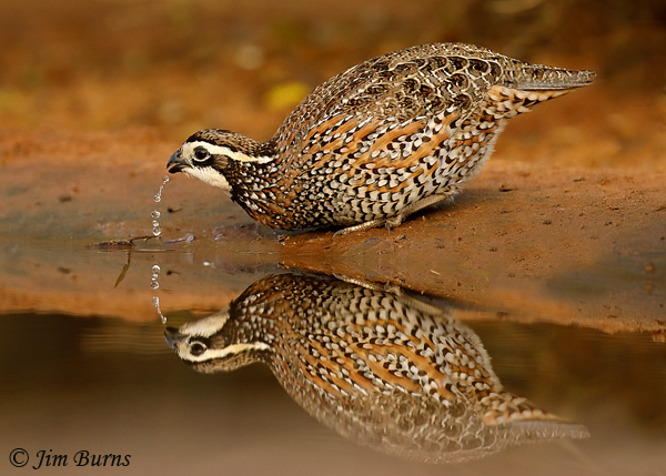 Northern Bobwhite male drinking--8279