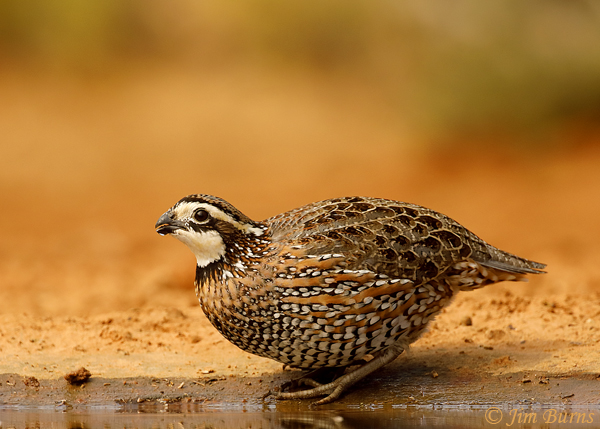 Northern Bobwhite male at waterhole--8558