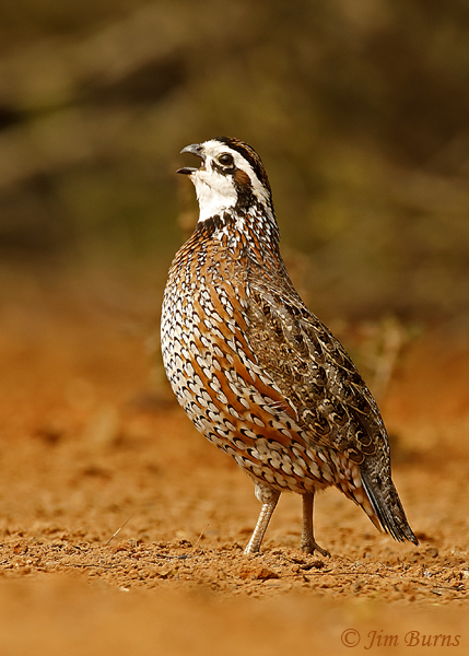 Northern Bobwhite male calling--8564
