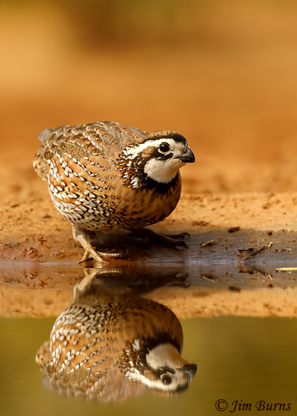 Northern Bobwhite male young male--8584