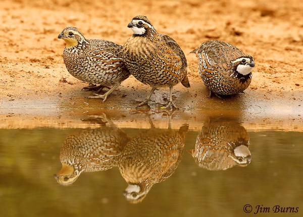 Northern Bobwhite group at waterhole--8725