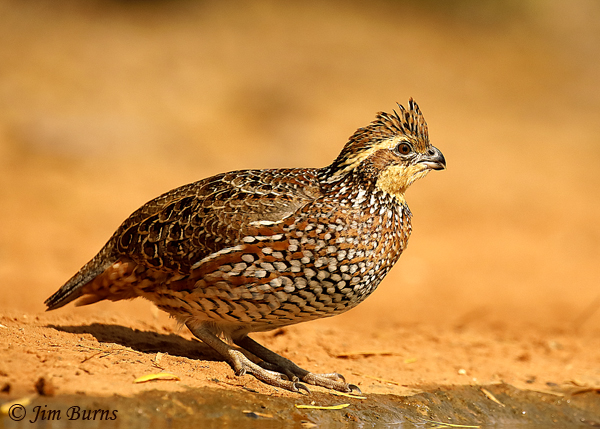 Northern Bobwhite female--9145