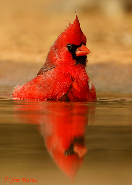 Northern Cardinal male