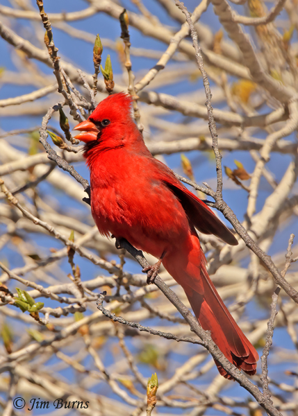 Northern Cardinal male singing to female while fluttering wings--0458