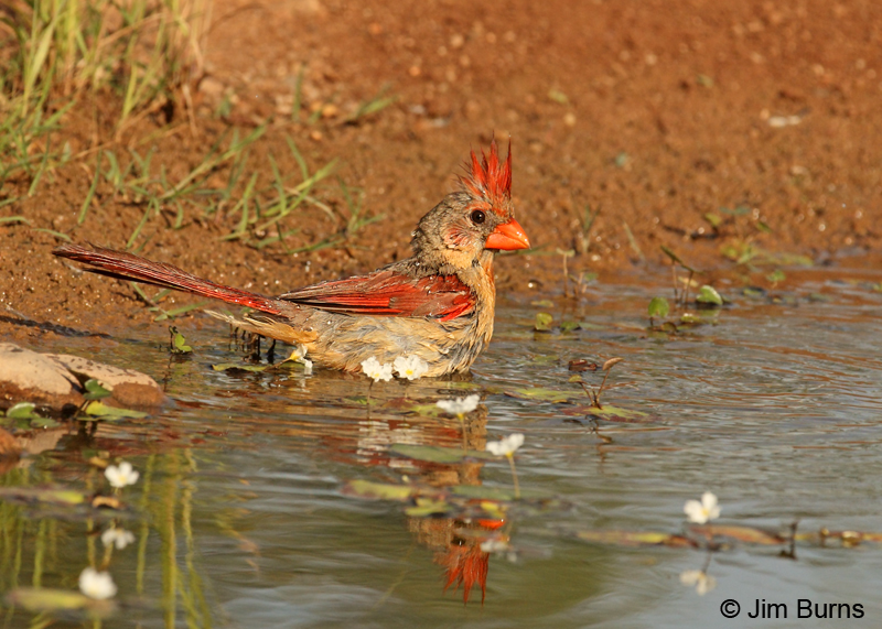 Northern Cardinal female bathing in lily pads