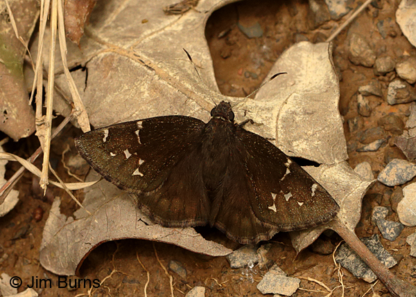 Northern Cloudywing, Arkansas