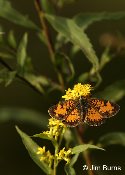 Northern Crescent on Goldenrod, Minnesota