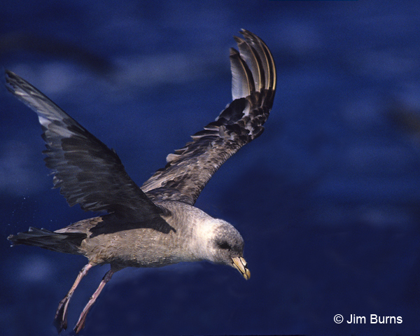 Northern Fulmar close-up