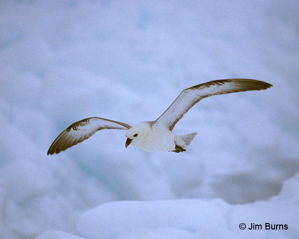 Northern Fulmar light adult in flight