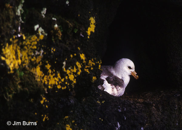 Northern Fulmar on nest