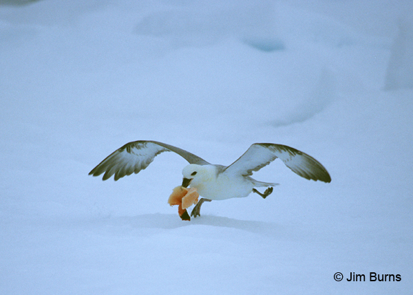 Northern Fulmar with seal meat