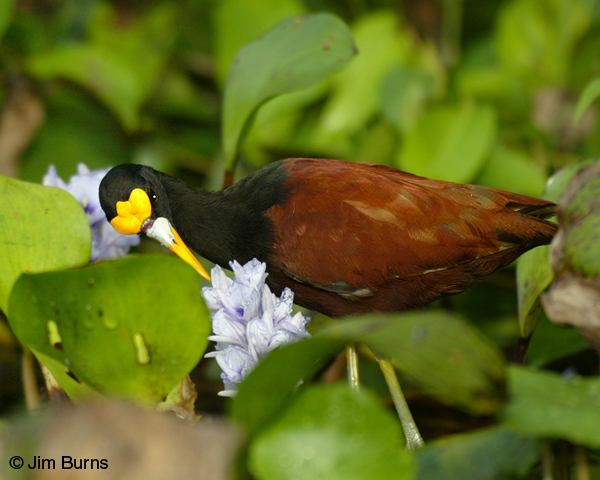Northern Jacana feeding in lily pads