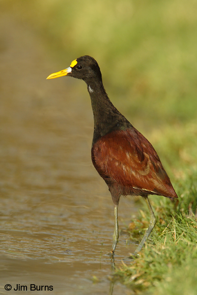Northern Jacana portrait
