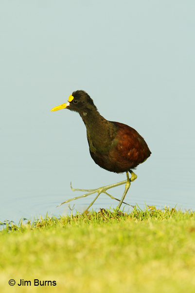Northern Jacana toes