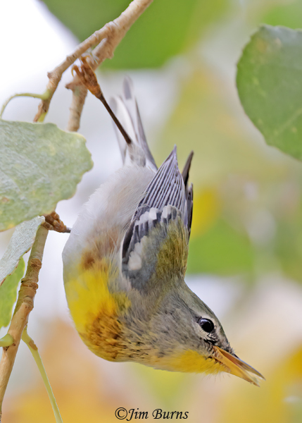 Northern Parula male foraging in Cottonwood leaves #2--0414