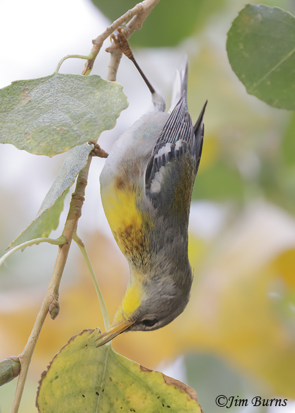 Northern Parula male gleaning insects from underneath Cottonwood leaves--0424