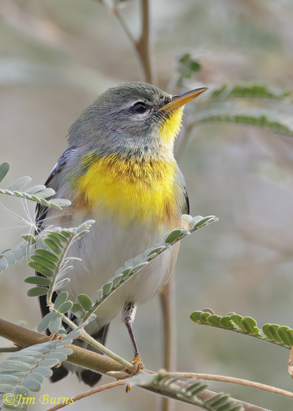 Northern Parula male in Mesquite, Arizona in November--0776