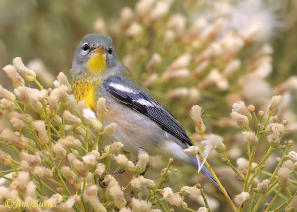 Northern Parula male in Desert Broom, Arizona in November--0816
