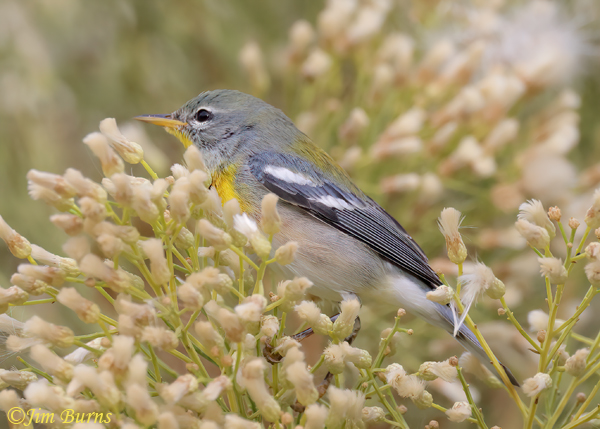 Northern Parula male in Desert Broom #2--0823