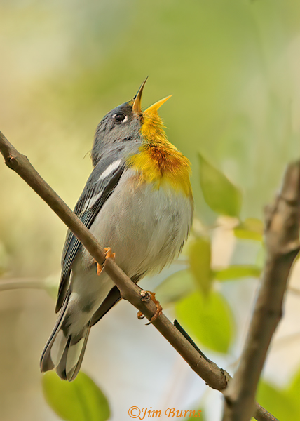 Northern Parula male singing--6875