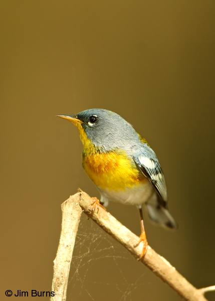 Northern Parula male