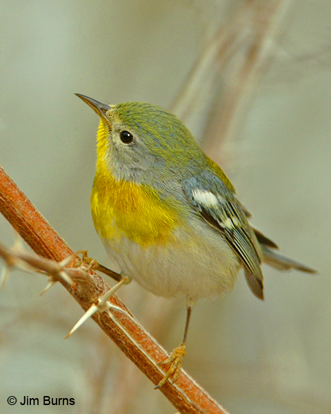 Northern Parula female