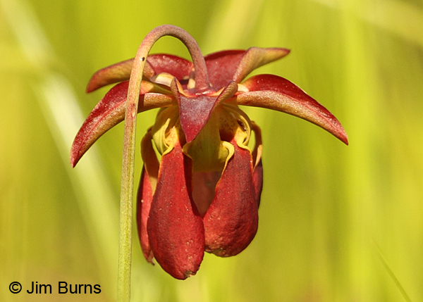 Northern Pitcher Plant, South Carolina