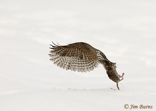 Northern Pygmy-Owl with prey