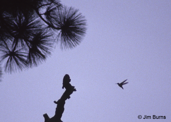 Blue-throated Hummingbird/Northern Pygmy-Owl negotiations
