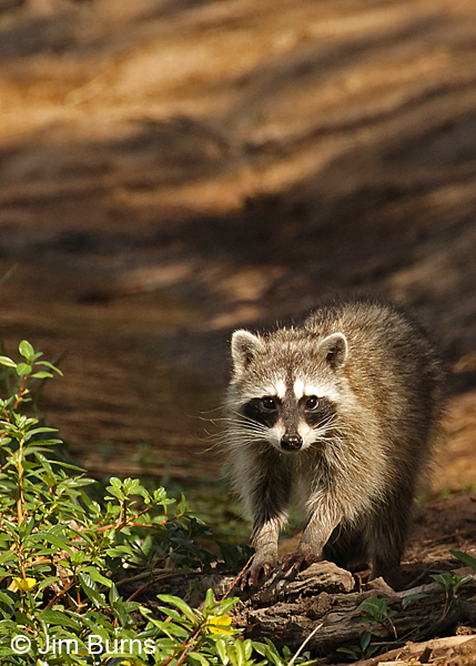 Northern Raccoon, Salt River