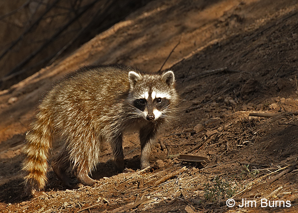 Northern Raccoon