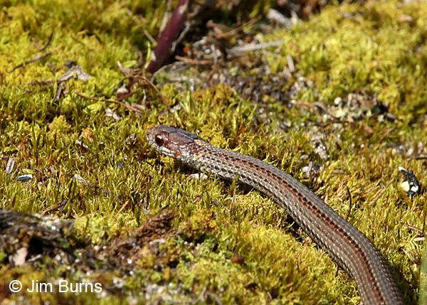 Northern Red-bellied Snake