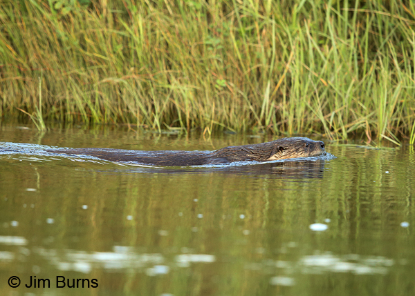 Northern River Otter, Alaska