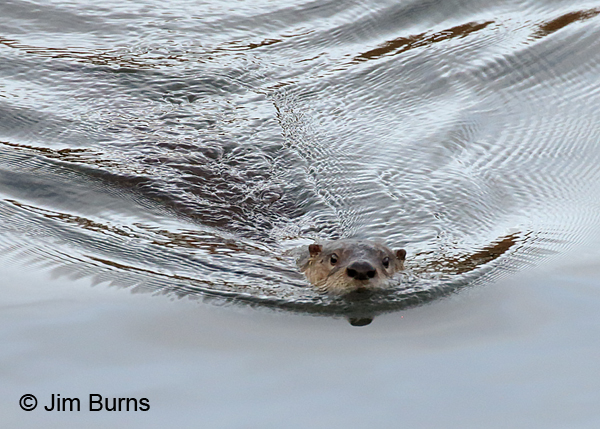 Northern River Otter, Arizona