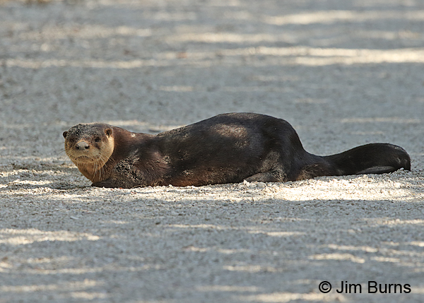 Northern River Otter, Florida