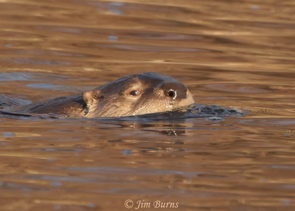 Northern River Otter, Salt River, Arizona--8118