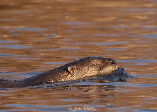 Northern River Otter, Salt River, Arizona--8129