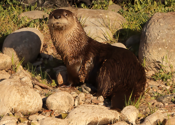 Northern River Otter on river rock--8133