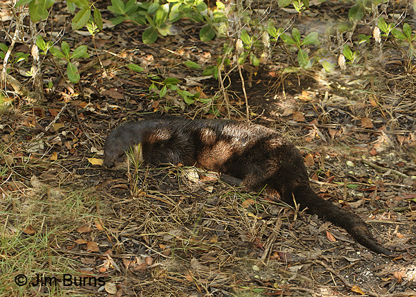 Northern River Otter sleeping